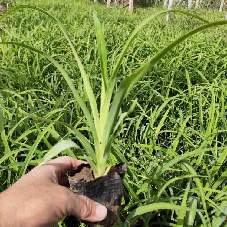 商家可信赖大花萱草出售大花萱草基地