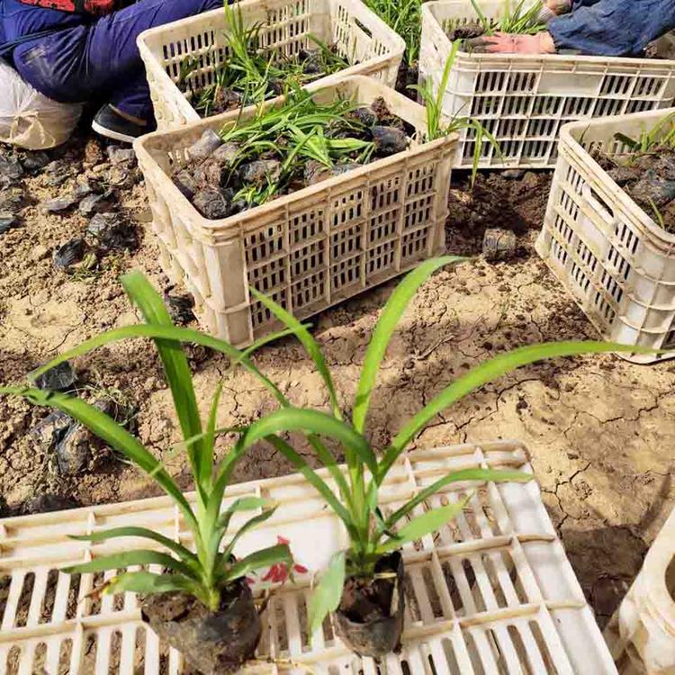 质优价廉大花萱草供应商大花萱草采购基地