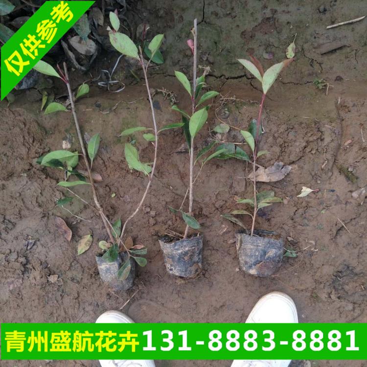 青州红叶石楠价格