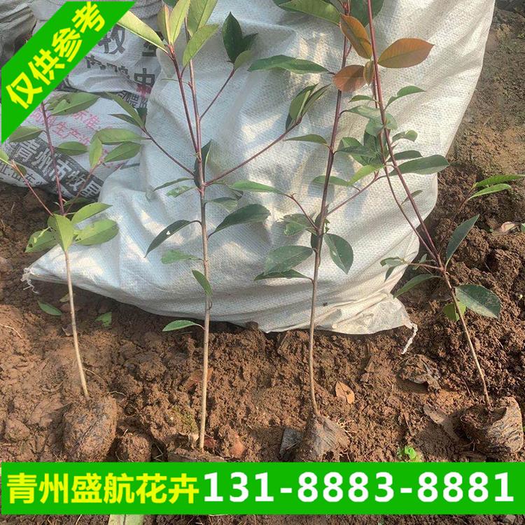 河北红叶石楠小区绿化苗直供