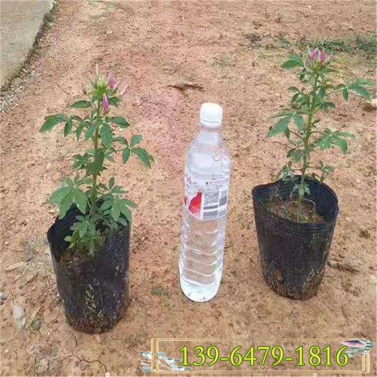 6-9月开花醉蝶花盆苗  矮醉碟营养杯苗  凤蝶花种植户