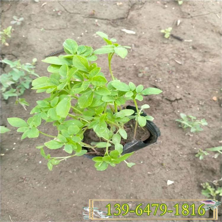 国庆绿化花卉醉蝶花杯苗  烟花系列 夏季开花凤蝶花