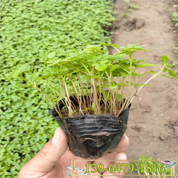 时令草花醉蝶花盆栽 醉蝶花花期6-9月 矮醉蝶批发市场