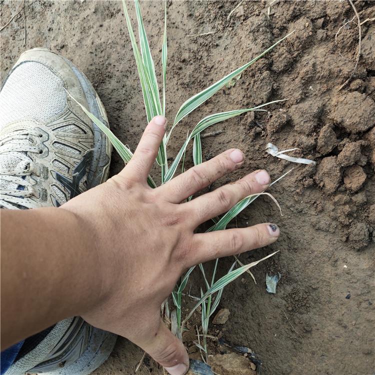 基地种植 银边草 玉带草 玉带草报价
