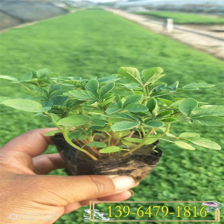 批发草花醉蝶花杯苗 宿根花卉花色艳丽 醉蝶花园林应用