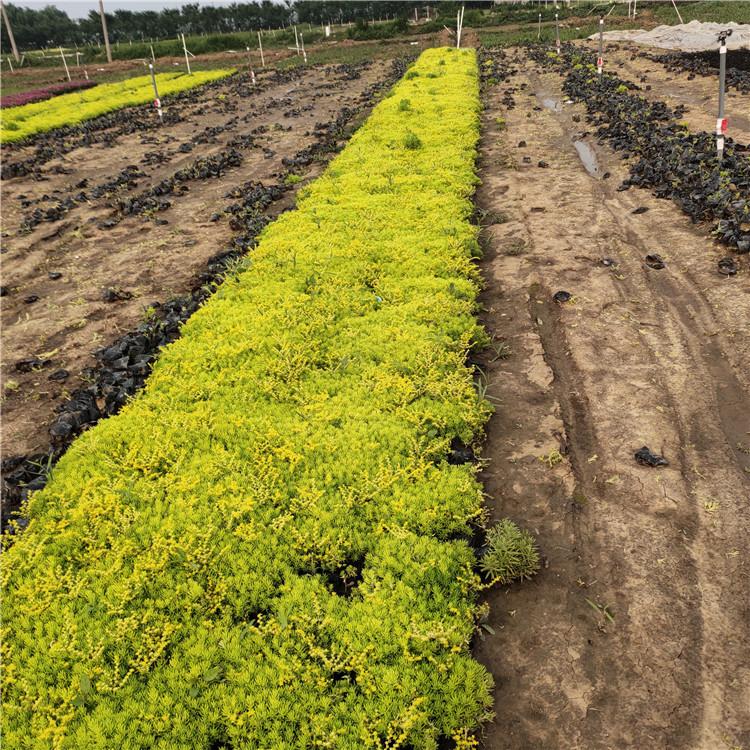 地被佛甲草 优惠多多 黄金条 佛甲草种植基地