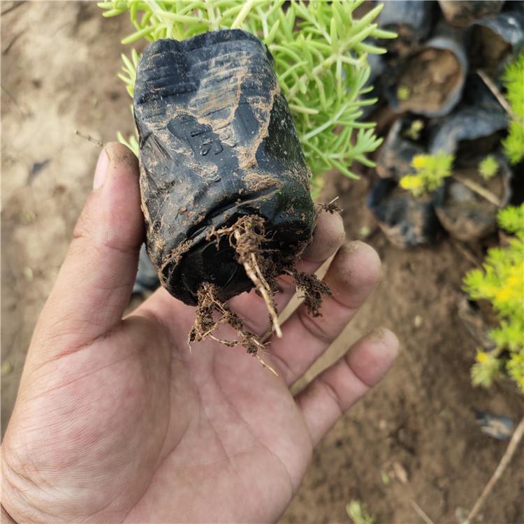 金叶佛甲草 佛甲草营养杯 佛甲草批发 大量批发