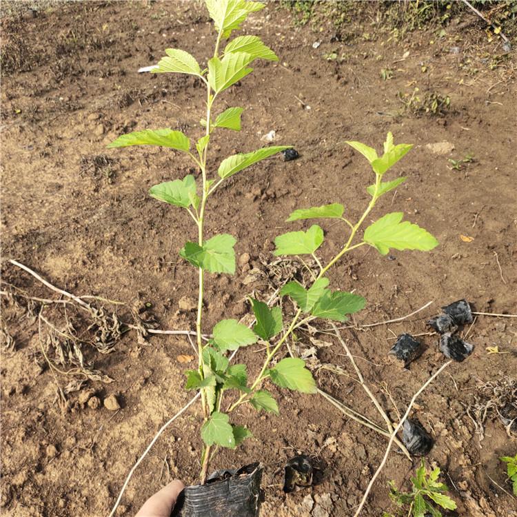 金叶风箱果批发 好苗售卖地 青州金叶风箱果苗