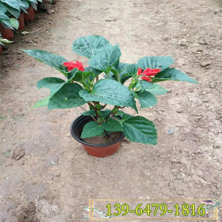 一串红草花苗 时令草花一串红用途 一串红图片