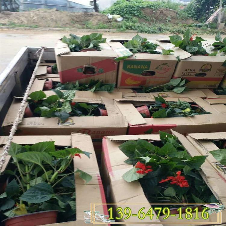 大红色的一串红盆栽 山东彩诺园艺 道路两旁摆放花卉一串红苗