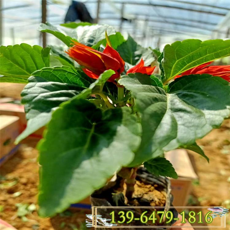 一串红厂区绿化 时令草花基地直销 河北绿化工程草花租摆