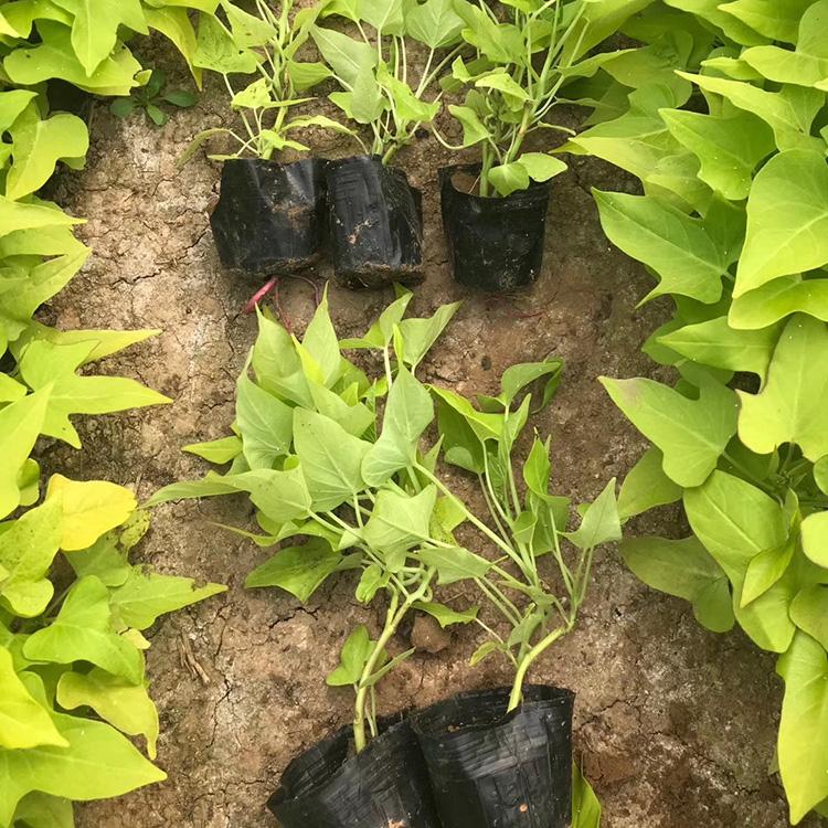 天卓花卉 批发金叶薯 地被观赏植物黄金薯培育基地
