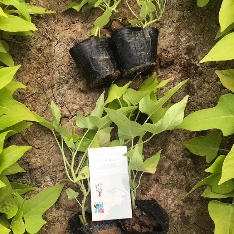 黄金薯批发 苗圃供应 青州金叶薯