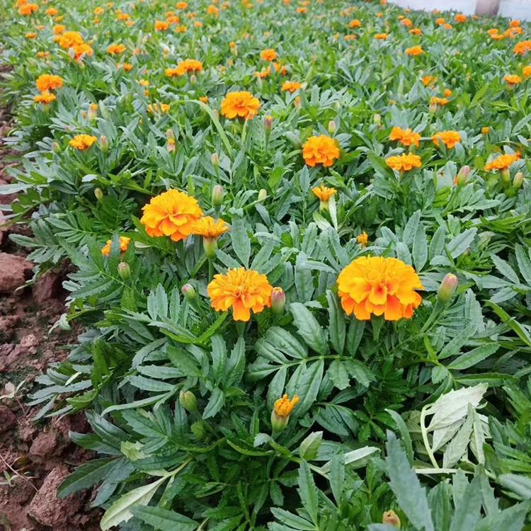 孔雀草小苗 孔雀草花海 基地直售 孔雀草价格