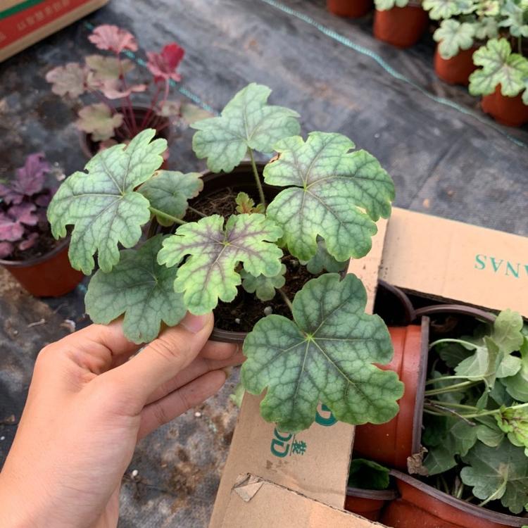 多色矾根地被植物 矾根盆栽 矾根基地批发