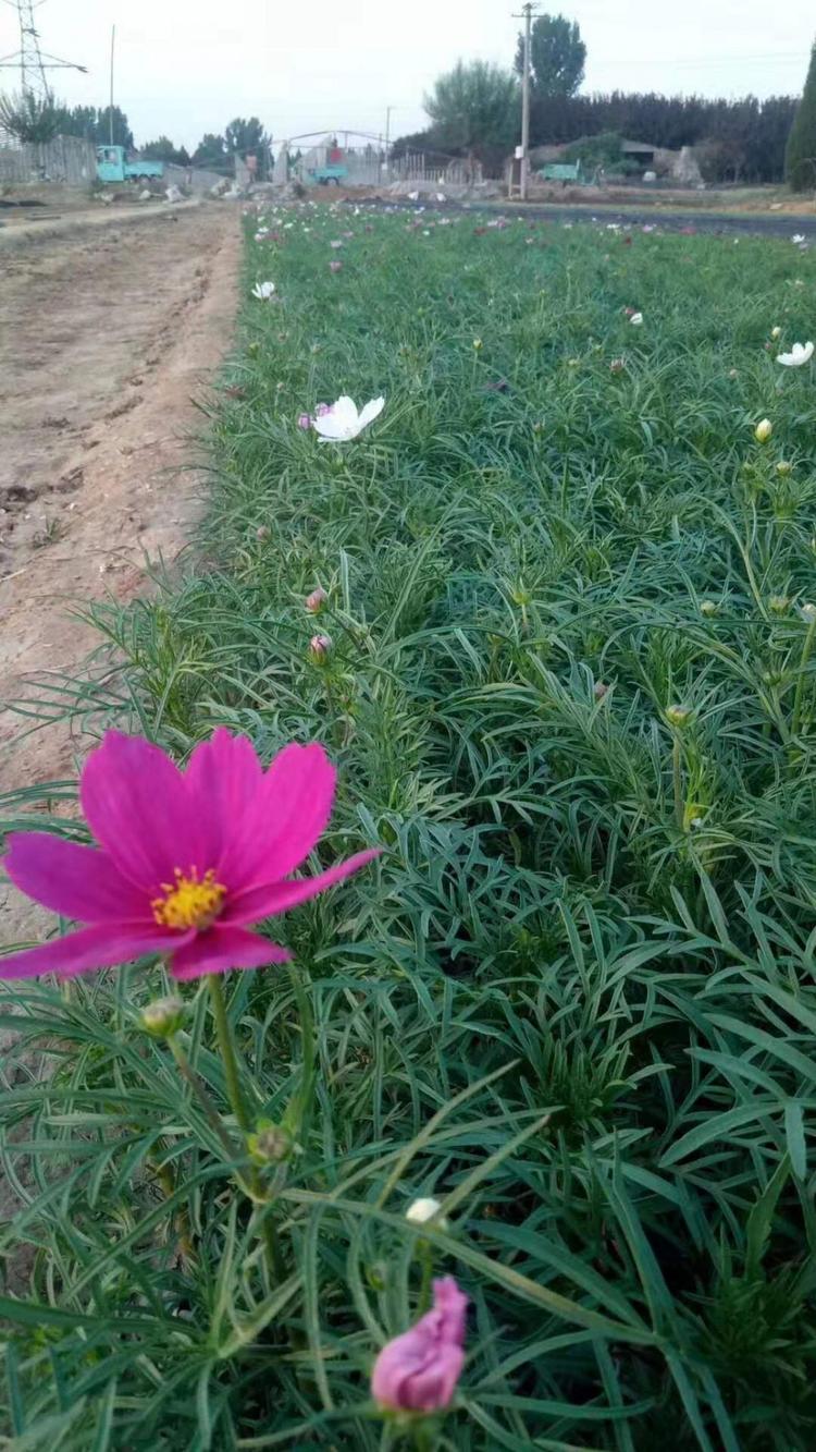波斯菊现货直销 波斯菊基地-朵儿花卉