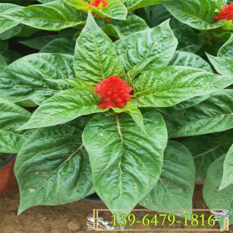 批发供应鸡冠花容器苗 鸡冠花苗 基地种植量大优惠