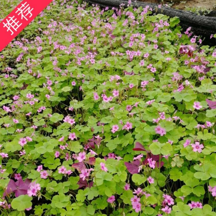 2020年红花醡浆草价格  时令草花  宿根草花  小涵花卉