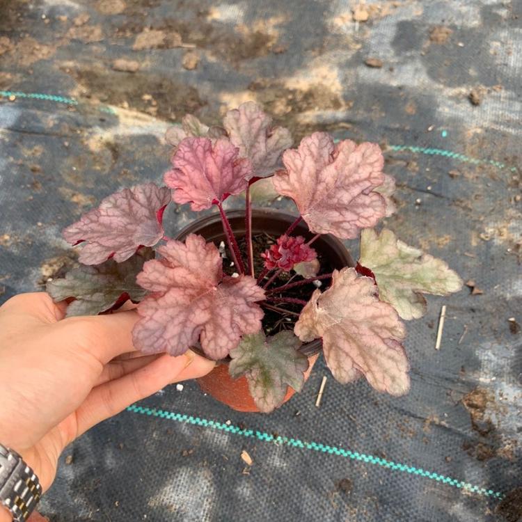 多色矾根地被植物 矾根批发价格 多色矾根盆栽