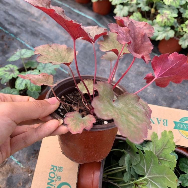 多色矾根地被植物 多色矾根培育基地 多色矾根盆栽