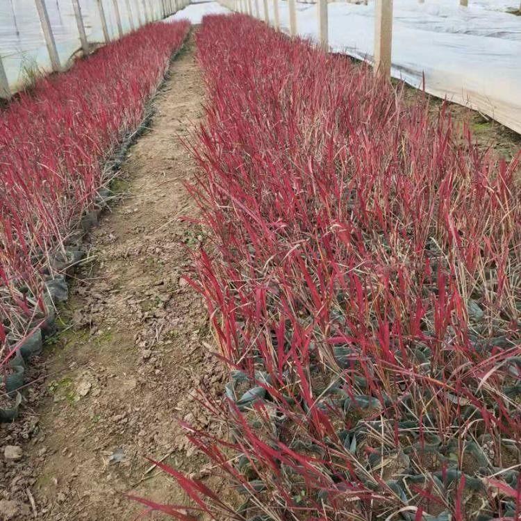好苗预定 日本血草小苗青州草花 日本血草直销