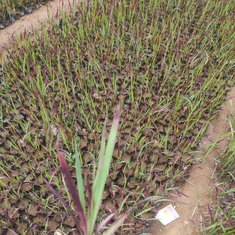 慧帆供应好苗 日本血草小苗观赏草基地 日本血草直销