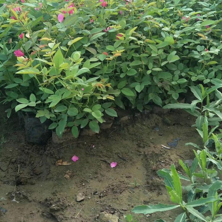 欢迎咨询 丰花月季苗圃基地 丰花月季直供