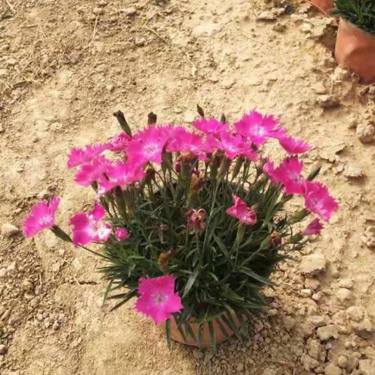 地被植物 青州欧石竹穴盘苗 欧石竹批发