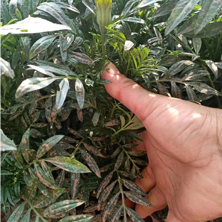 万寿菊种植基地 山东万寿菊 全国接单