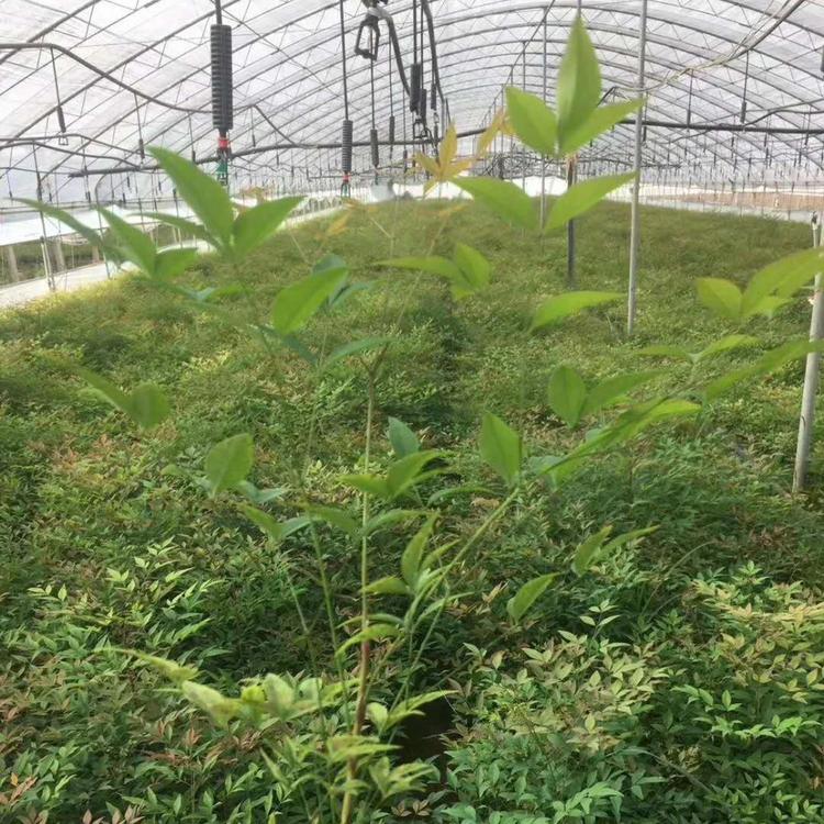 南天竹小杯价格 红叶南天竹 量大优惠-南天竹批发价格 南天竹苗圃直销 南天竹小苗