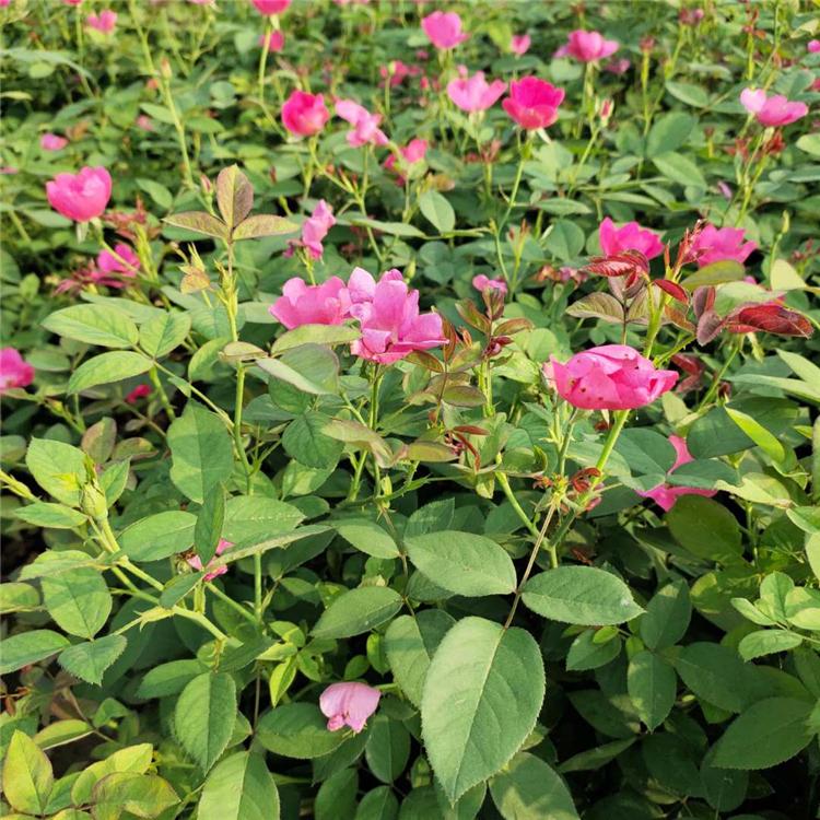 园林观赏植物 月季苗种植基地 丰花月季批发商