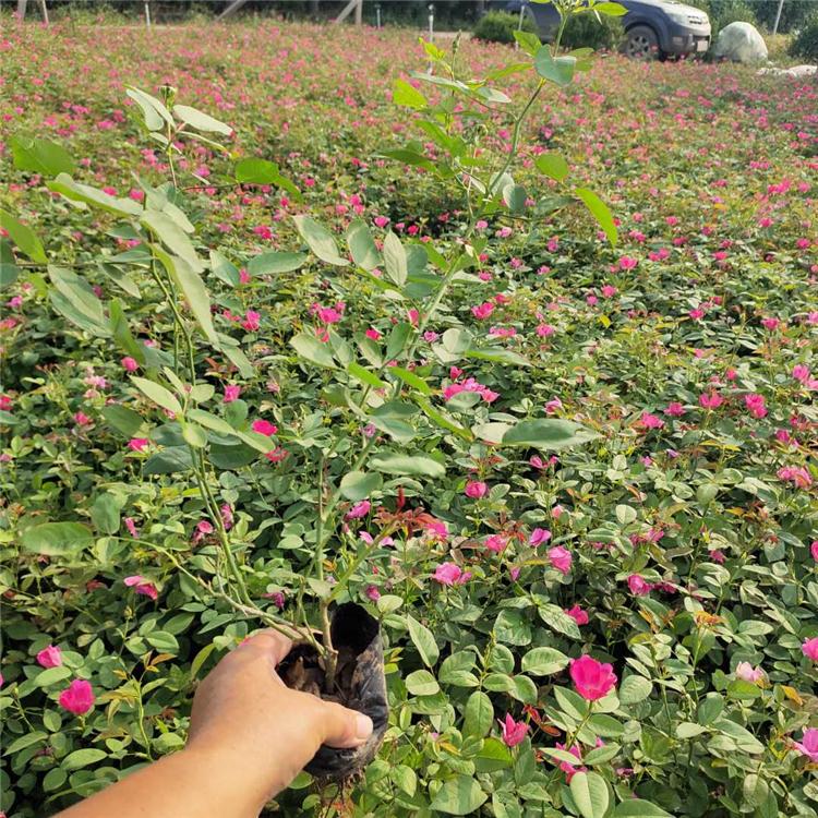 丰花月季价格 园林观赏植物 山东月季苗种植基地