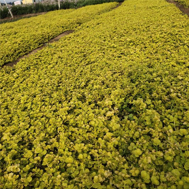 过路黄种植基地 青州金钱草