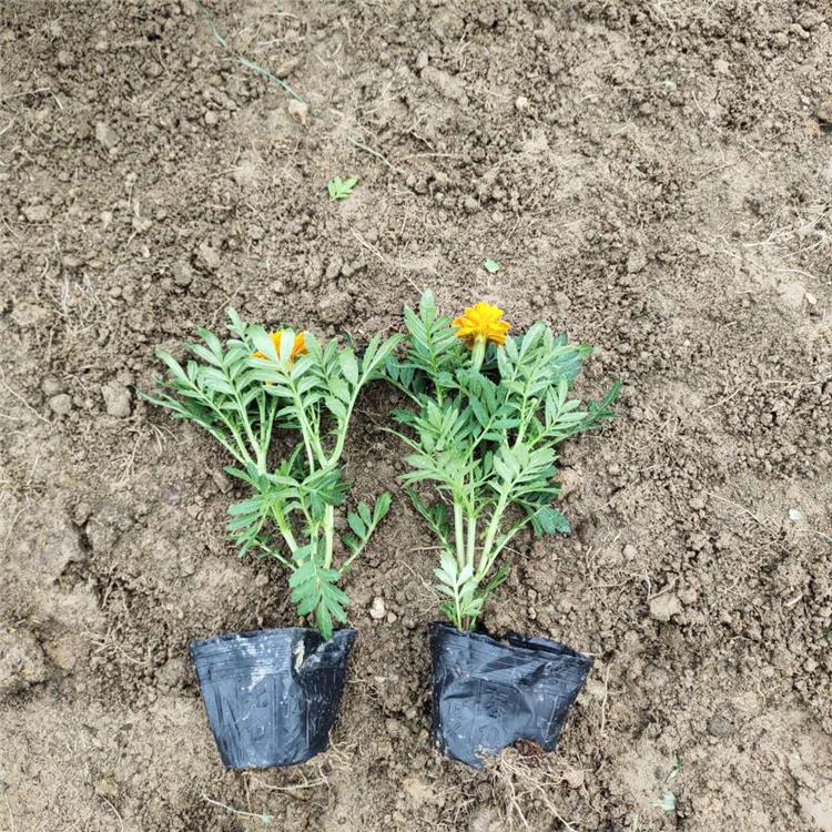 基地种植 孔雀草 孔雀草批发