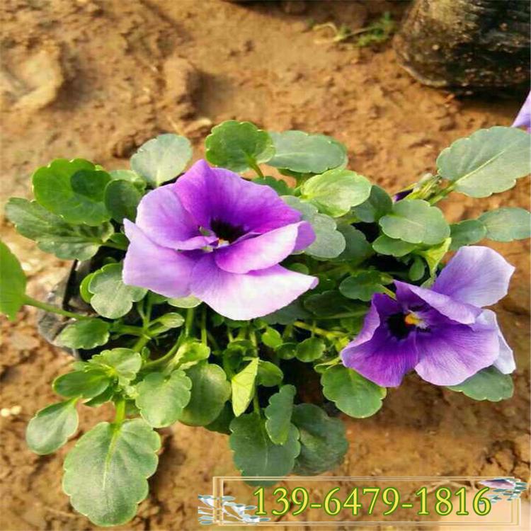 三色堇 大量供应冬季时令草花三色瑾苗 耐寒花卉