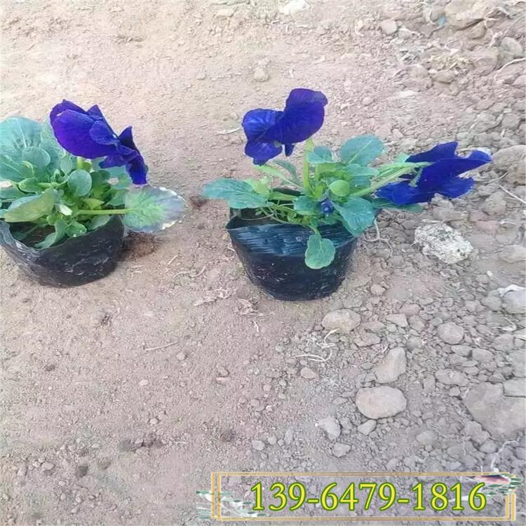 批发三色堇价格 蓝色三色堇简单介绍  冬季租摆花卉蝴蝶梅