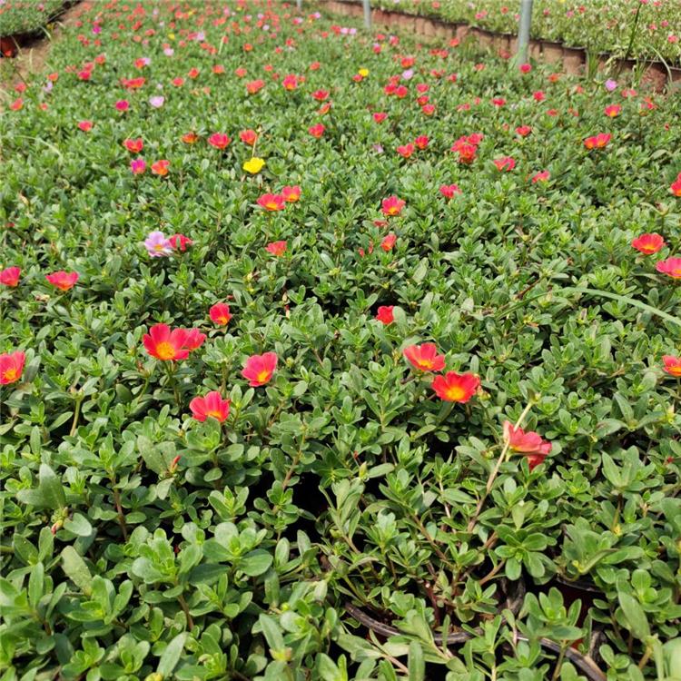 好苗售卖地 双色盆太阳花 太阳花培育基地