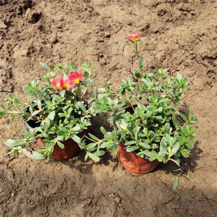 太阳花 顺菊花卉 一年生草本 太阳花供应商