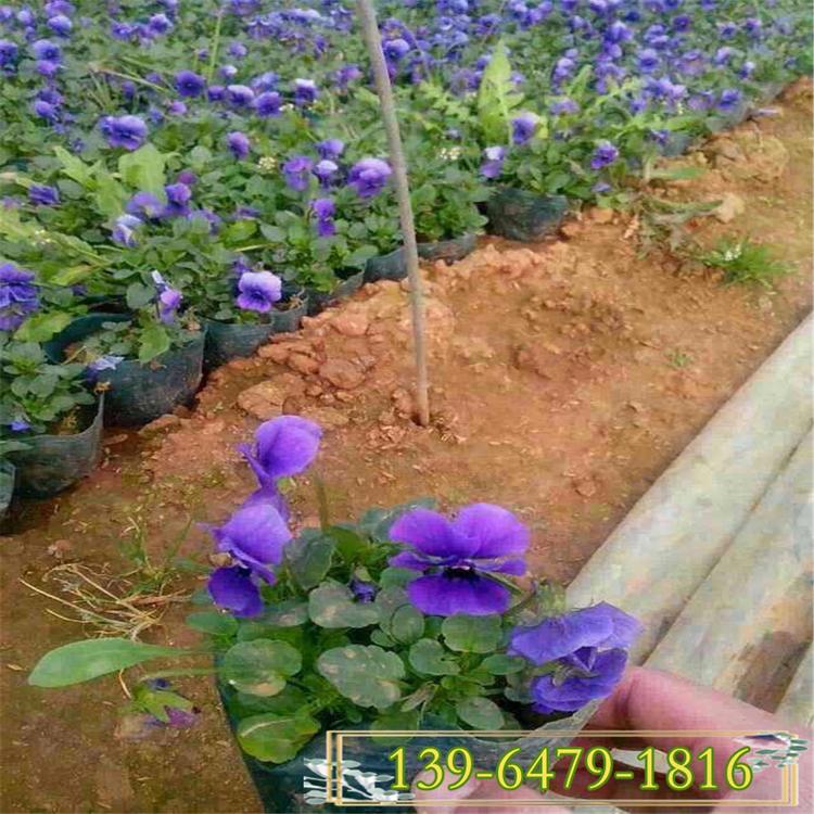 营养杯三色堇价格 盆栽花坛绿化专用三色堇花 蝴蝶梅盆苗