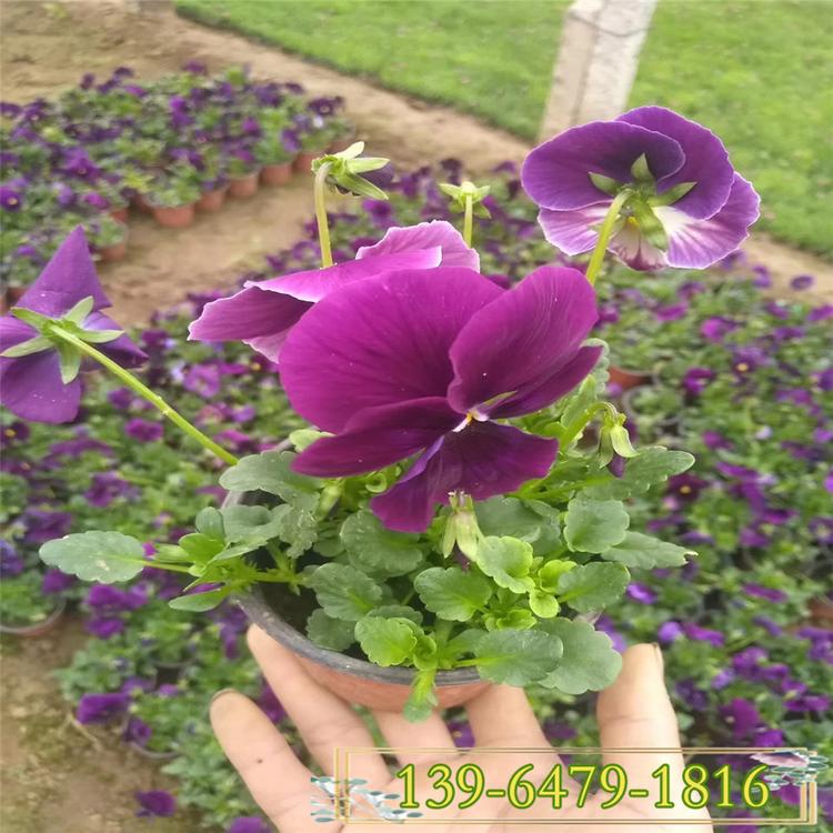 冬季草花三色堇幼苗 园林绿化品种齐全 三色堇花海设计