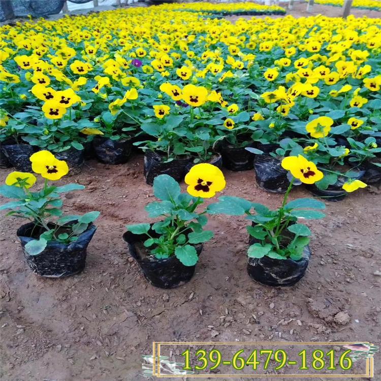 冬季花卉红黄紫蝴蝶梅 三色堇种植基地 镶边三色堇