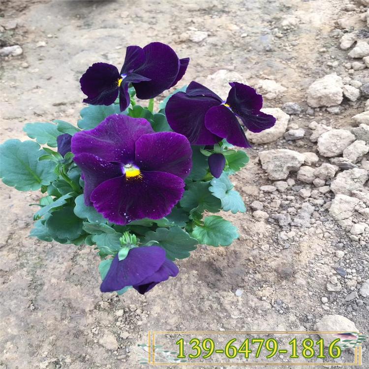 高8-15公分三色堇 蝴蝶花花期 镶边三色堇小苗