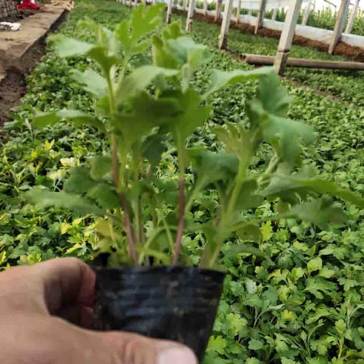 多种花色地被菊培育地被菊工程苗
