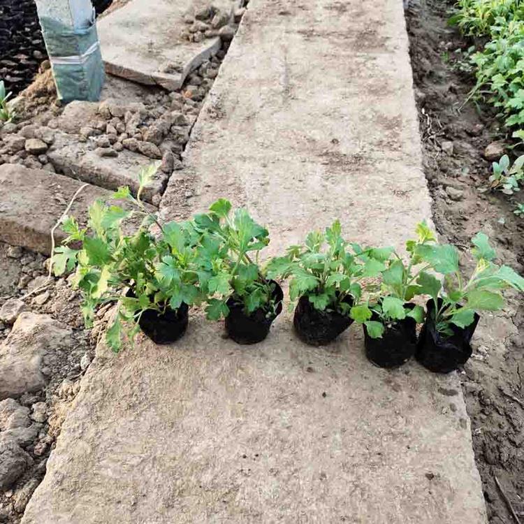 多种花色地被菊种植基地地被菊批发