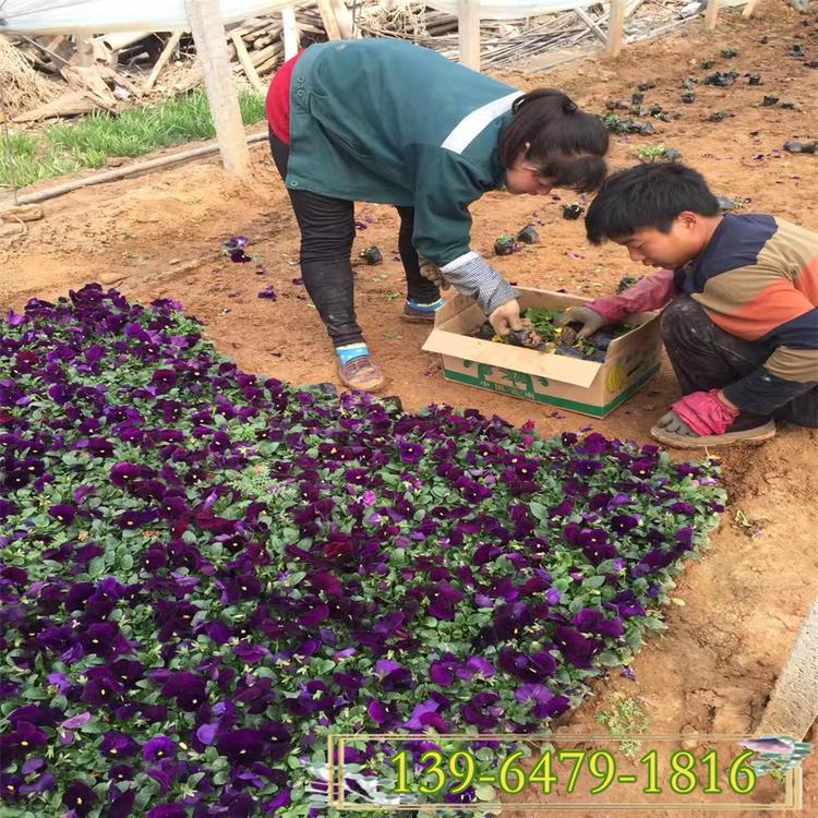 蝴蝶梅图片 紫色三色堇种植基地 耐寒抗冻花卉猫脸花