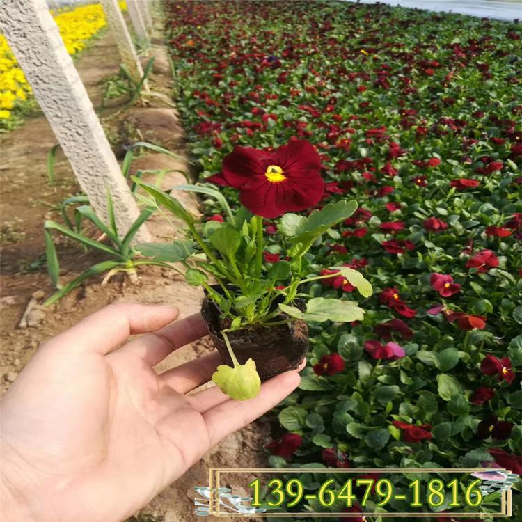 酒红色三色堇价格 三色堇盆苗种植基地 三色堇园林应用