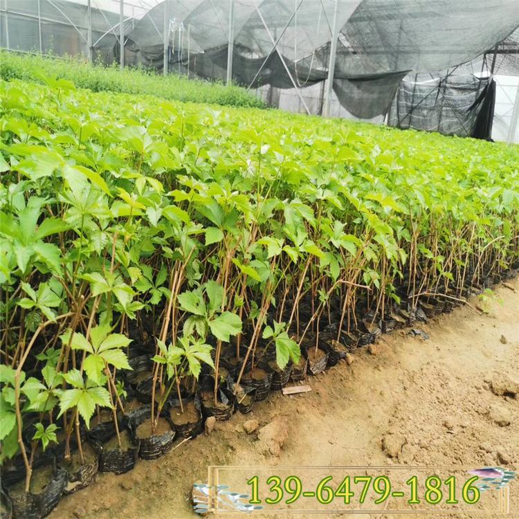 带吸盘五叶地锦 批发爬山虎杯苗 三叶地锦工程苗批发