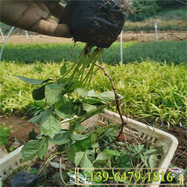 五叶地锦杯苗价格 爬山虎图片 攀爬植物绿化工程苗
