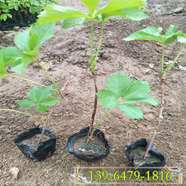 五叶地锦盆苗价格 爬山虎园林应用 覆盖能力强的植物