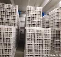 基地批发直销早秋6斤平菇菌包菌棒 量大从优黑平菇菌菇菌棒